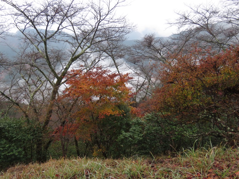 桜山、冬桜、モミジ、サザンカ、ツバキ