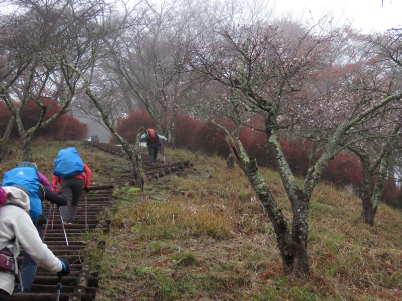 桜山、冬桜、モミジ、サザンカ、ツバキ