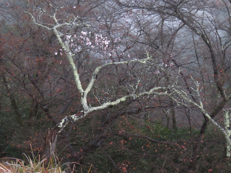 桜山、冬桜、モミジ、サザンカ、ツバキ