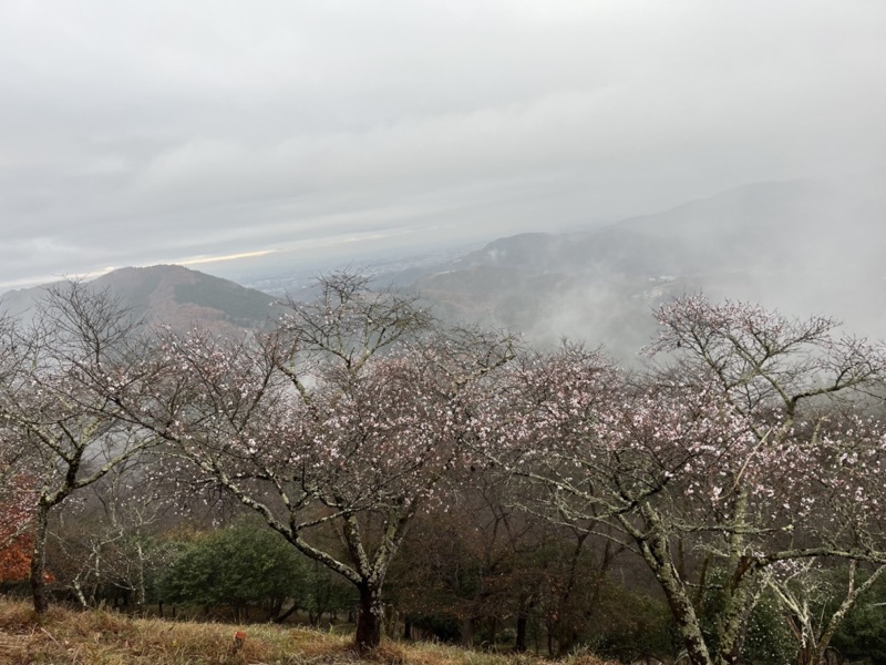 桜山、冬桜、モミジ、サザンカ、ツバキ