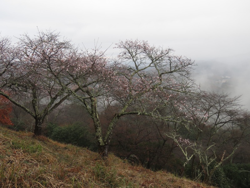 桜山、冬桜、モミジ、サザンカ、ツバキ