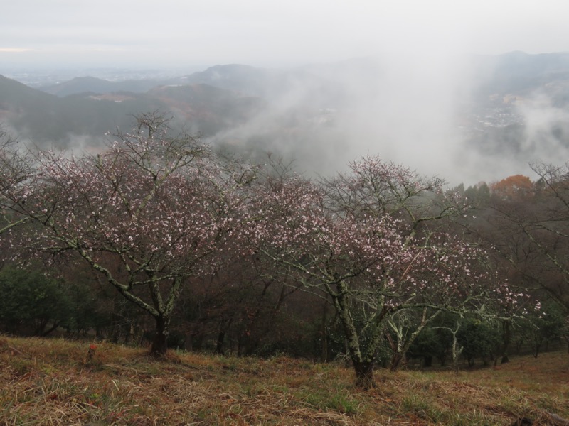 桜山、冬桜、モミジ、サザンカ、ツバキ