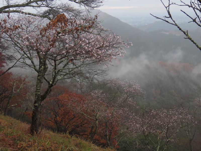 桜山、冬桜、モミジ、サザンカ、ツバキ