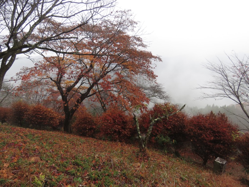 桜山、冬桜、モミジ、サザンカ、ツバキ