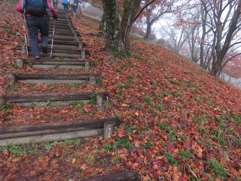 桜山、冬桜、モミジ、サザンカ、ツバキ