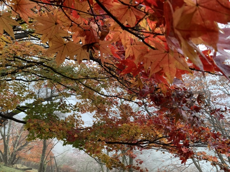 桜山、冬桜、モミジ、サザンカ、ツバキ