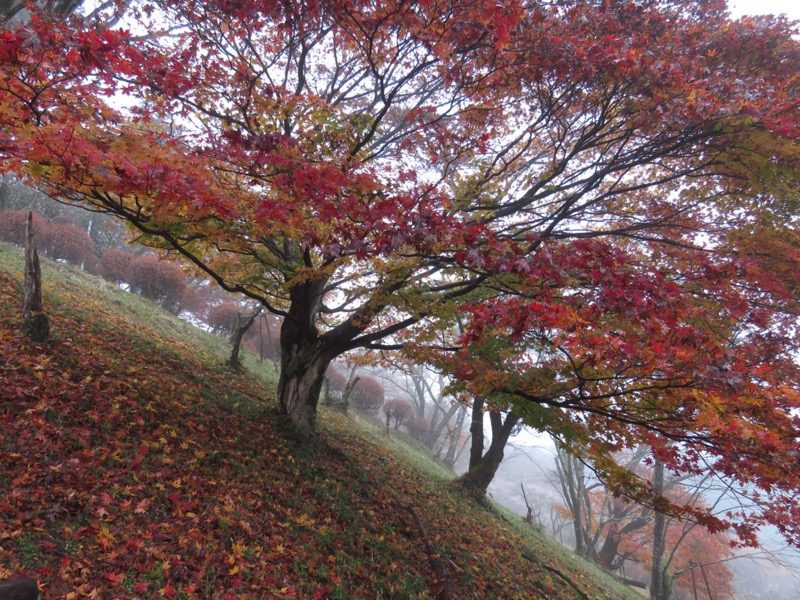 桜山、冬桜、モミジ、サザンカ、ツバキ