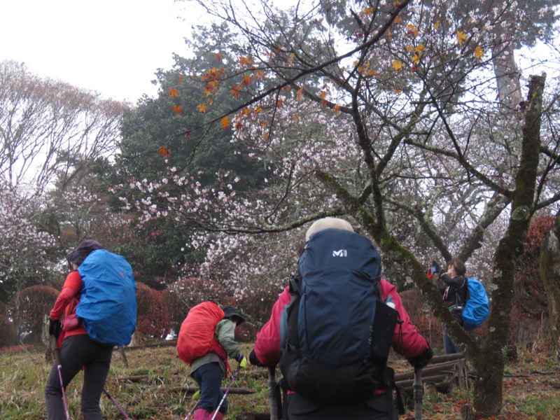 桜山、冬桜、モミジ、サザンカ、ツバキ