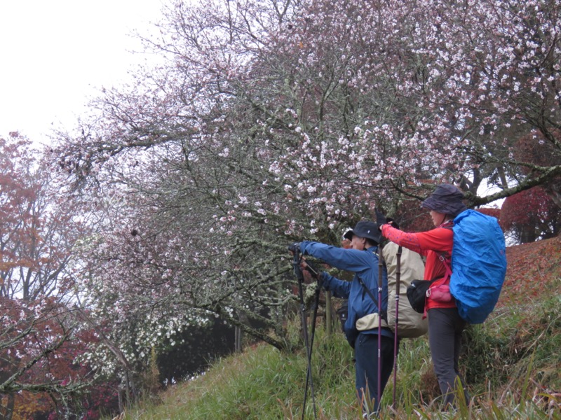 桜山、冬桜、モミジ、サザンカ、ツバキ