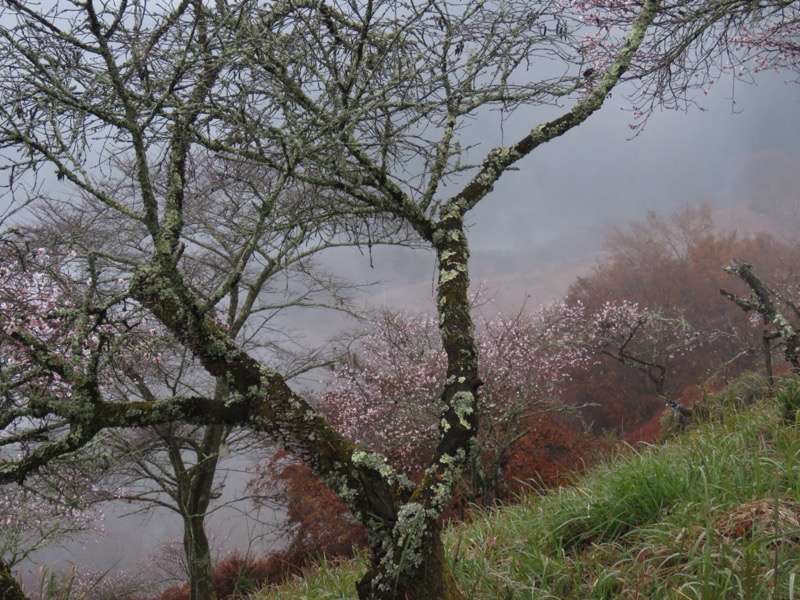 桜山、冬桜、モミジ、サザンカ、ツバキ