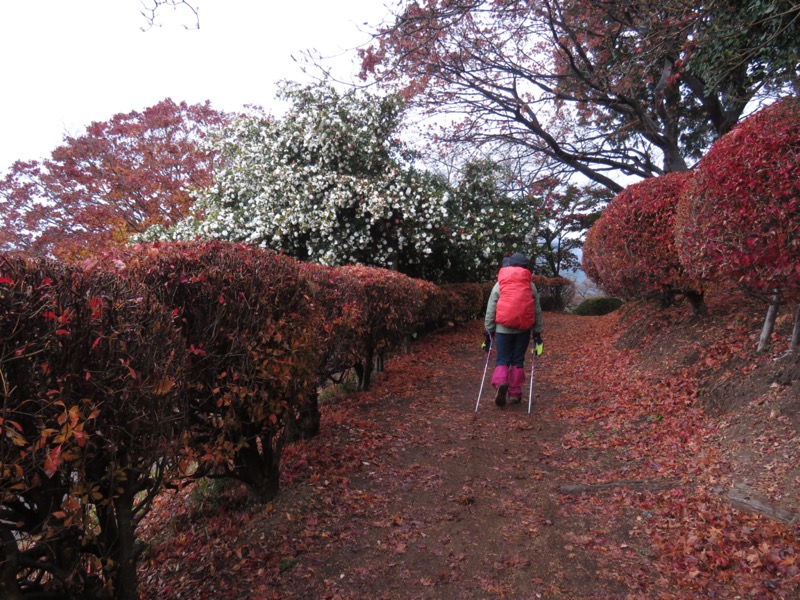 桜山、冬桜、モミジ、サザンカ、ツバキ