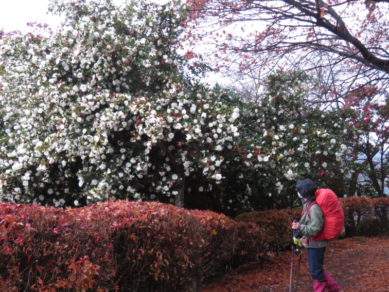 桜山、冬桜、モミジ、サザンカ、ツバキ