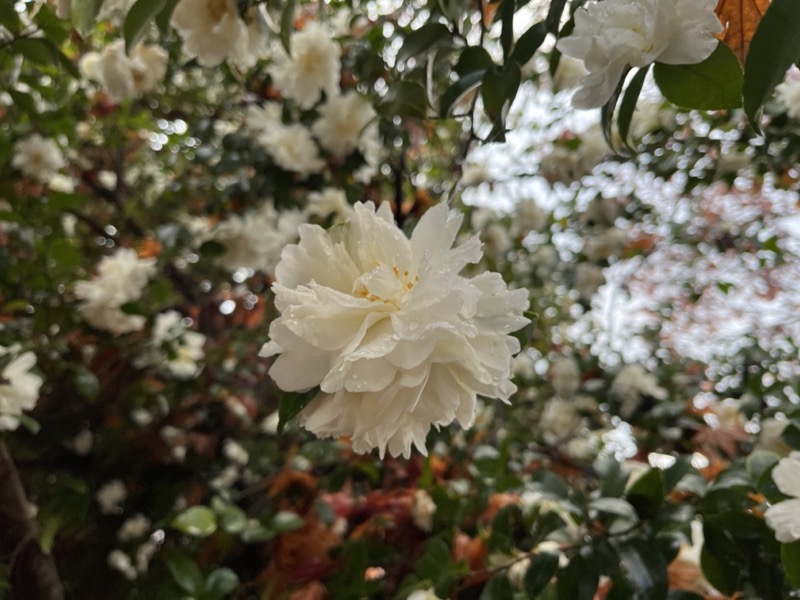 桜山、冬桜、モミジ、サザンカ、ツバキ