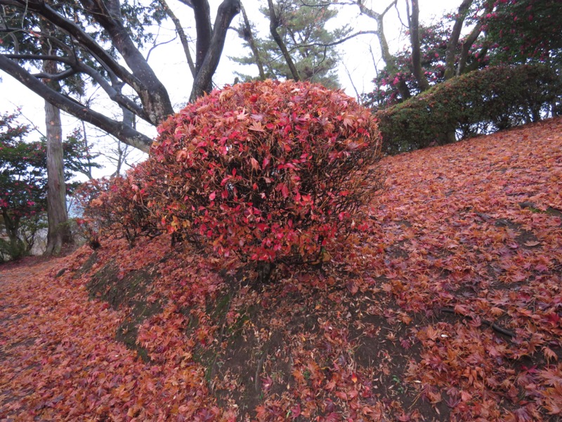 桜山、冬桜、モミジ、サザンカ、ツバキ