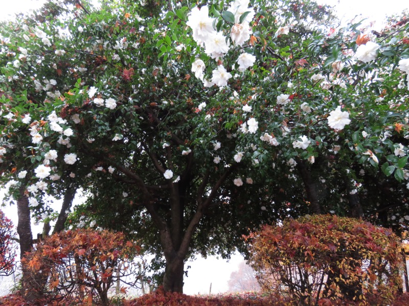 桜山、冬桜、モミジ、サザンカ、ツバキ