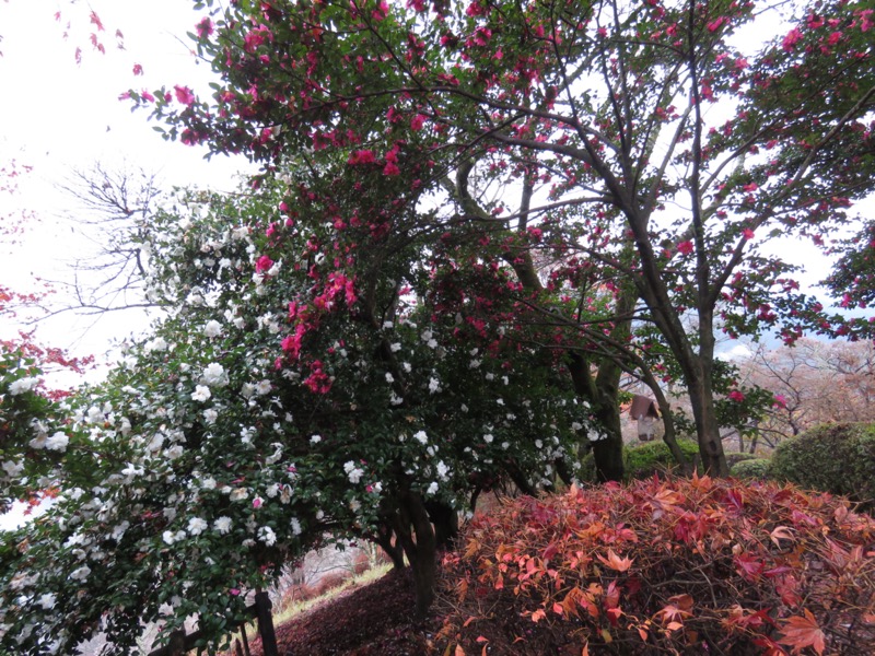 桜山、冬桜、モミジ、サザンカ、ツバキ