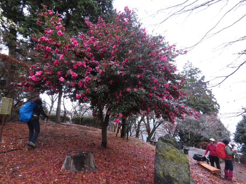 桜山、冬桜、モミジ、サザンカ、ツバキ