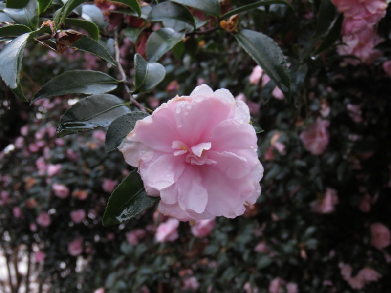 桜山、冬桜、モミジ、サザンカ、ツバキ