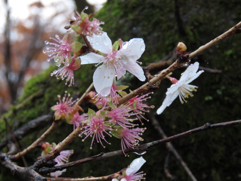 桜山、冬桜、モミジ、サザンカ、ツバキ