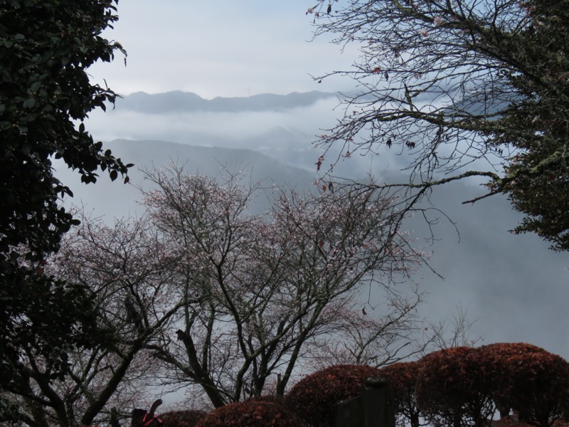 桜山、冬桜、モミジ、サザンカ、ツバキ