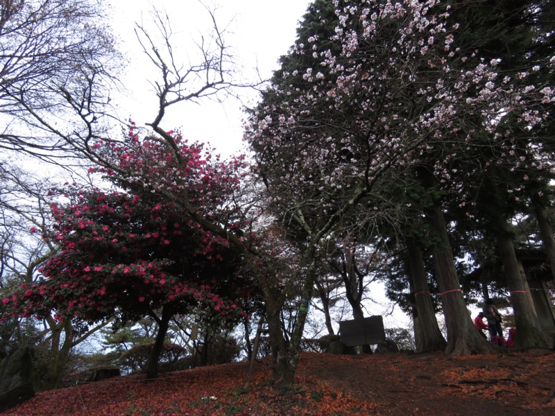 桜山、冬桜、モミジ、サザンカ、ツバキ