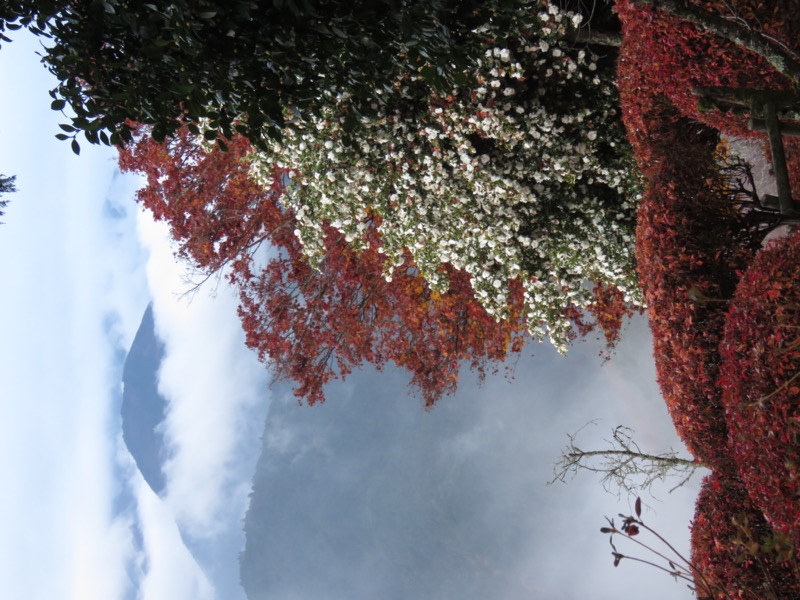 桜山、冬桜、モミジ、サザンカ、ツバキ