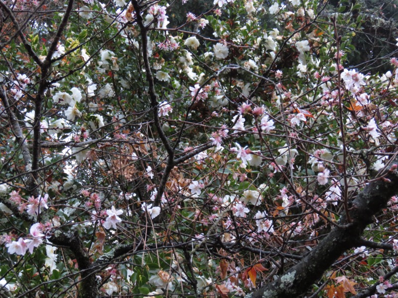 桜山、冬桜、モミジ、サザンカ、ツバキ