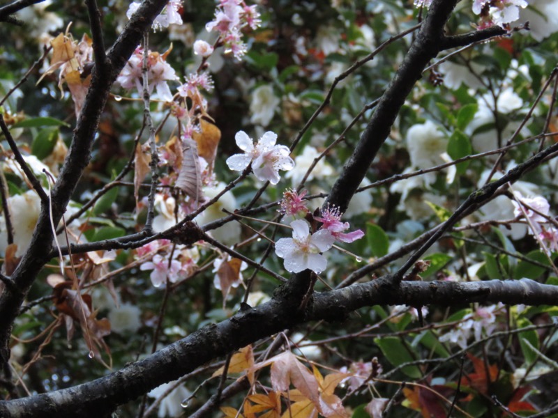 桜山、冬桜、モミジ、サザンカ、ツバキ