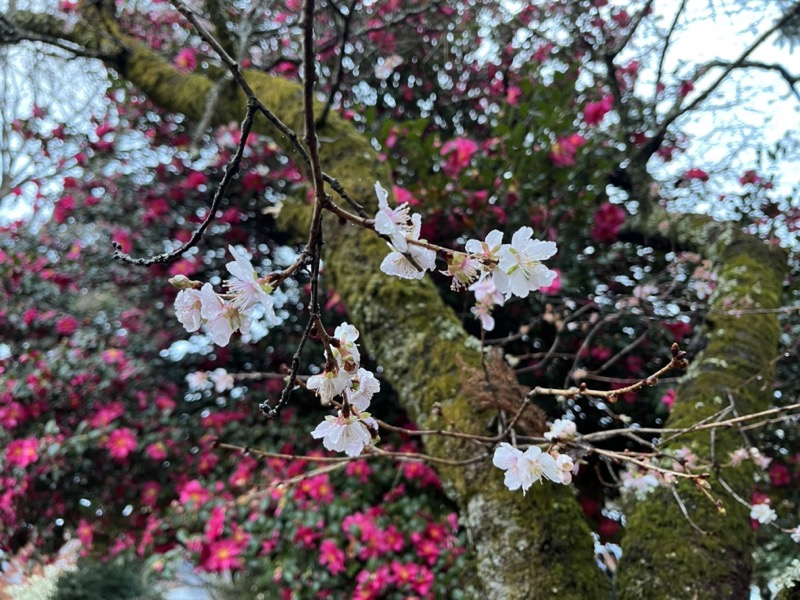 桜山、冬桜、モミジ、サザンカ、ツバキ