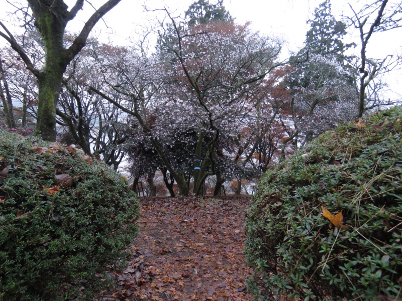 桜山、冬桜、モミジ、サザンカ、ツバキ