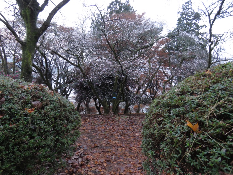 桜山、冬桜、モミジ、サザンカ、ツバキ