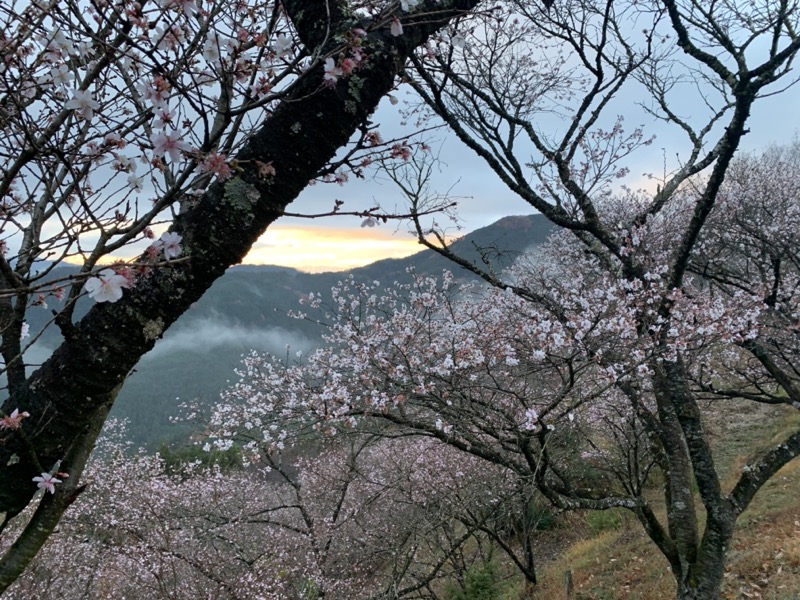 桜山、冬桜、モミジ、サザンカ、ツバキ