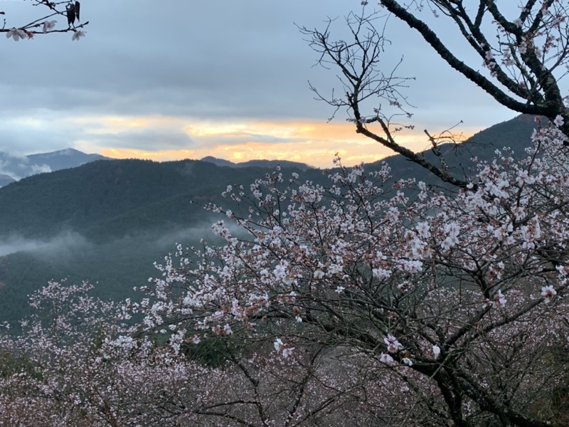 桜山、冬桜、モミジ、サザンカ、ツバキ