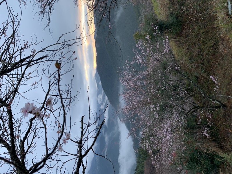 桜山、冬桜、モミジ、サザンカ、ツバキ