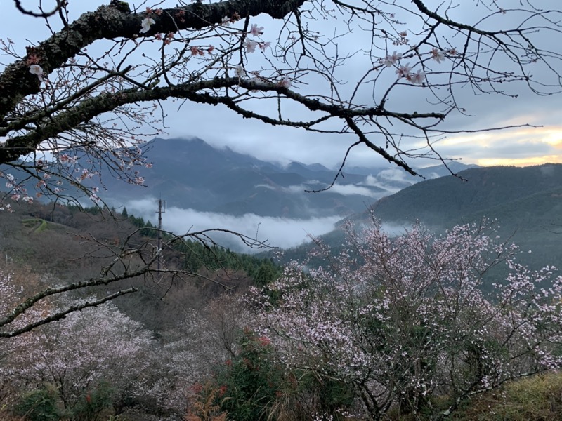 桜山、冬桜、モミジ、サザンカ、ツバキ