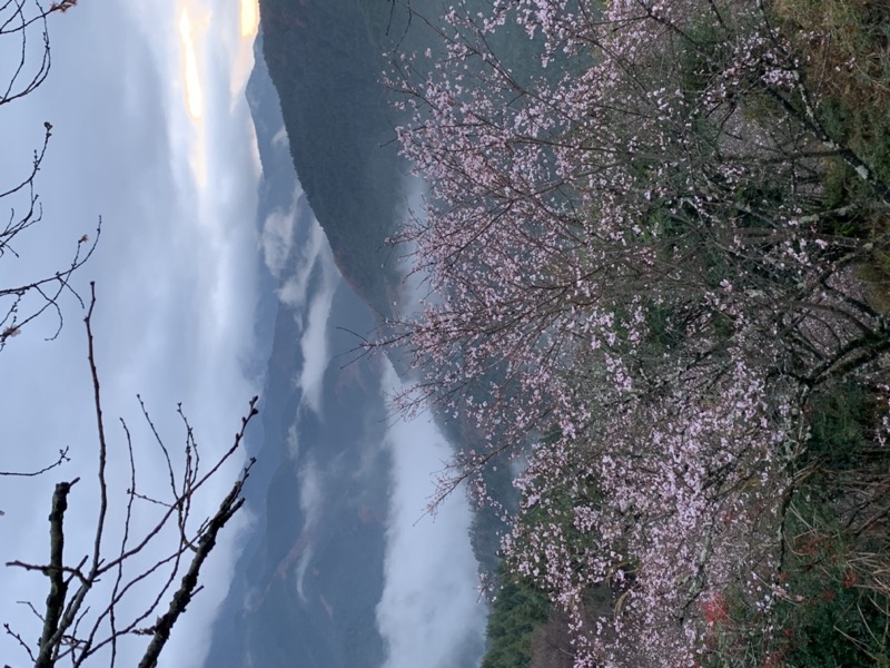 桜山、冬桜、モミジ、サザンカ、ツバキ