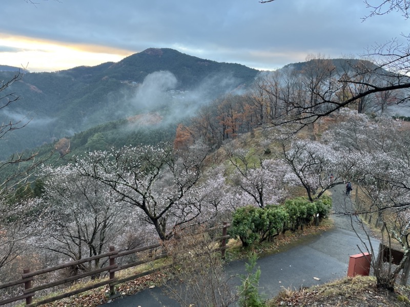 桜山、冬桜、モミジ、サザンカ、ツバキ