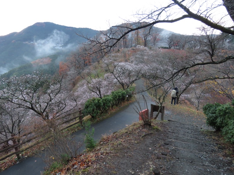 桜山、冬桜、モミジ、サザンカ、ツバキ