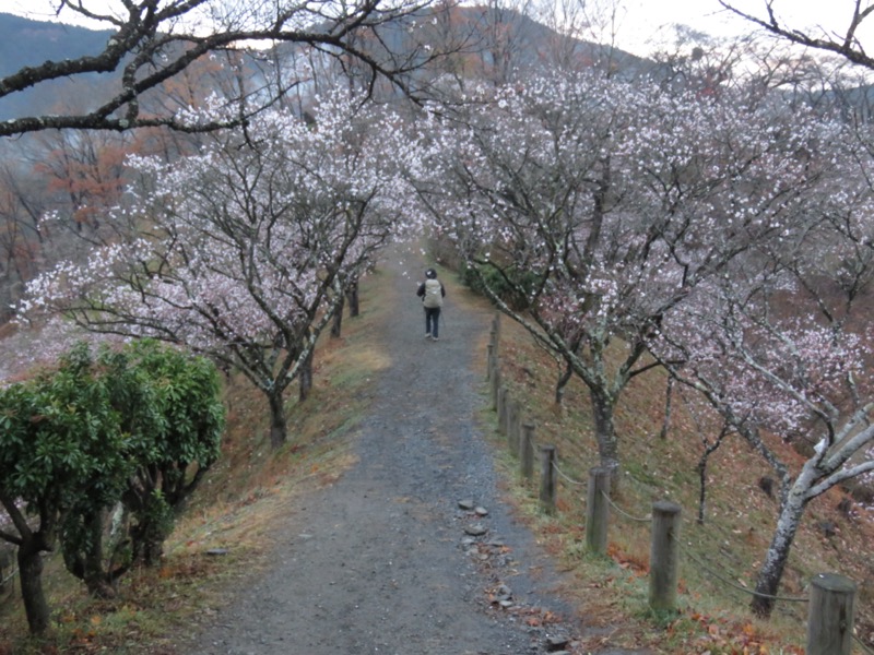 桜山、冬桜、モミジ、サザンカ、ツバキ