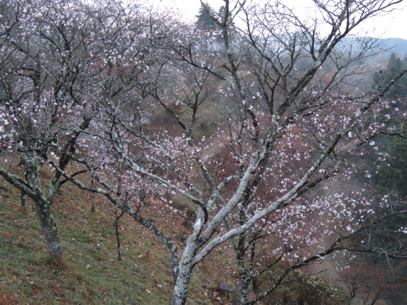 桜山、冬桜、モミジ、サザンカ、ツバキ