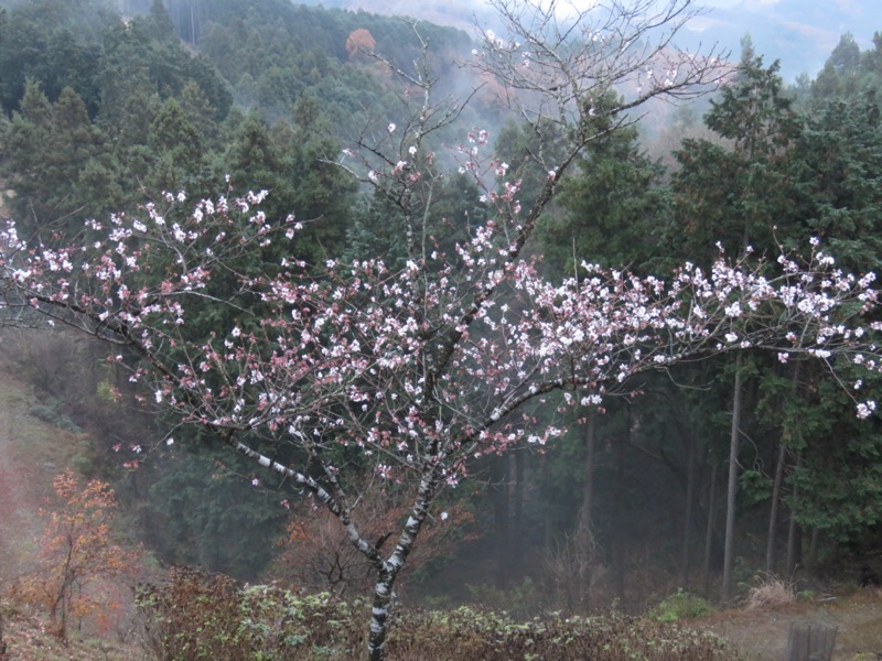 桜山、冬桜、モミジ、サザンカ、ツバキ