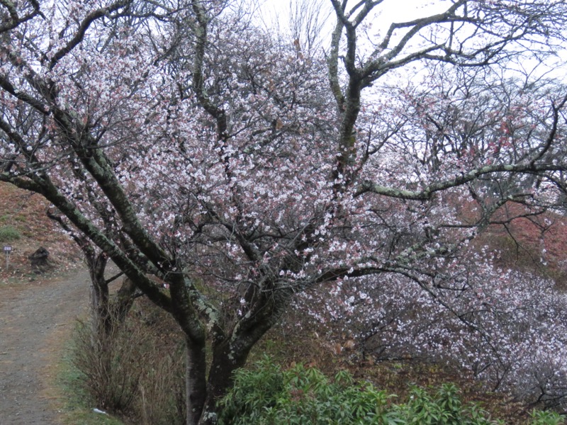 桜山、冬桜、モミジ、サザンカ、ツバキ