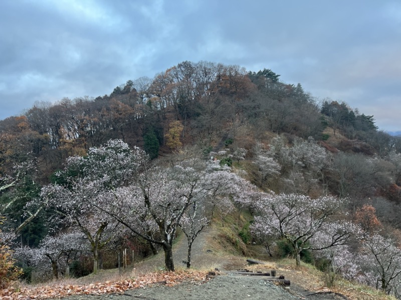 桜山、冬桜、モミジ、サザンカ、ツバキ