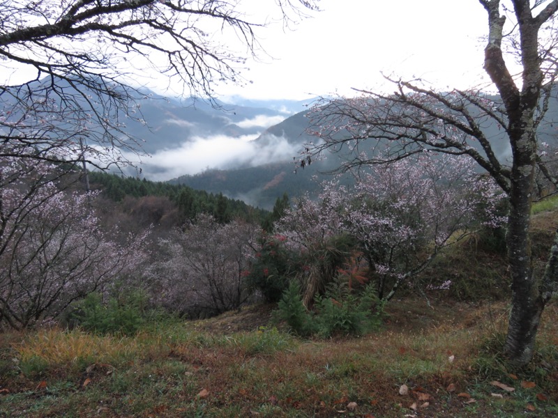 桜山、冬桜、モミジ、サザンカ、ツバキ