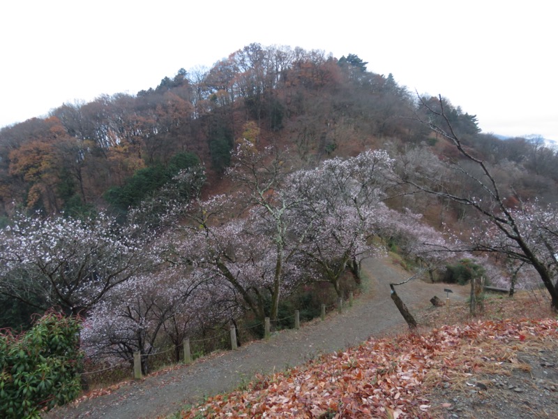 桜山、冬桜、モミジ、サザンカ、ツバキ