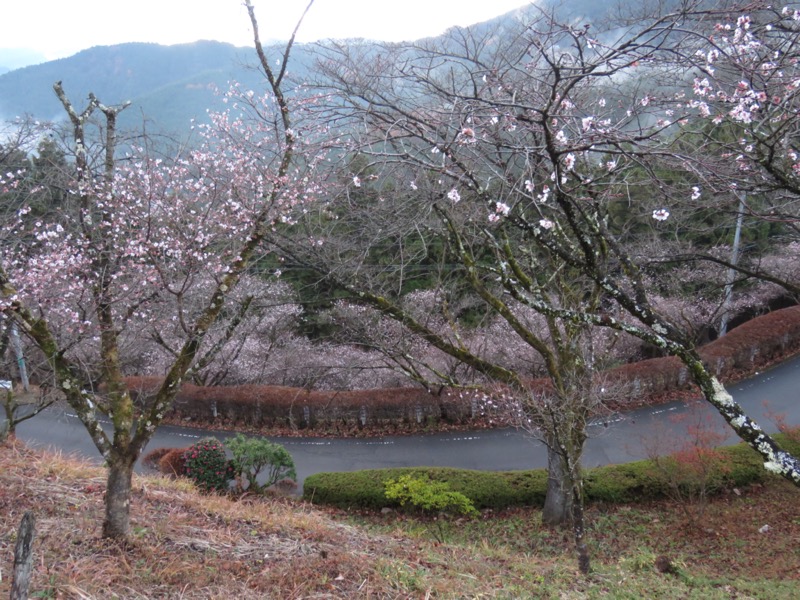 桜山、冬桜、モミジ、サザンカ、ツバキ