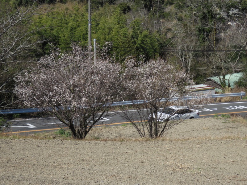 伊予ヶ岳