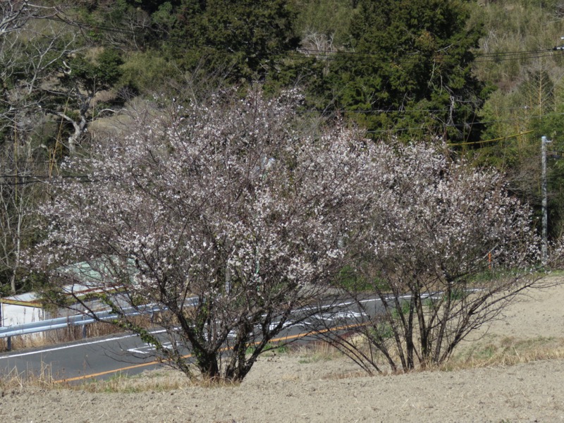 伊予ヶ岳