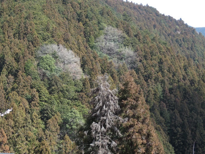 浅間嶺