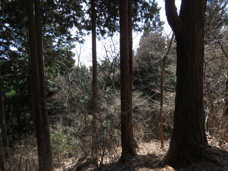 大岳山、馬頭刈尾根